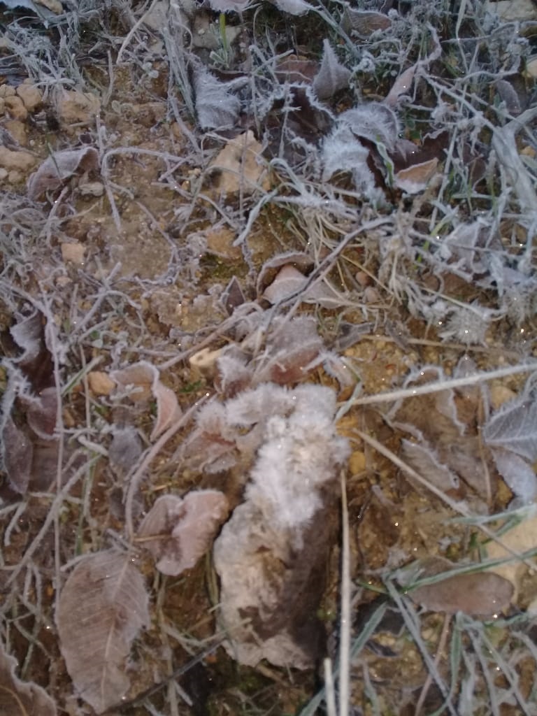 یخ زدگی درختان در کوی نیمه از توابع کهورستان هرمزگان