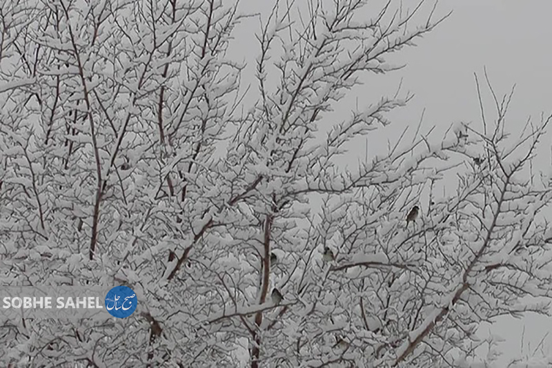 بارش برف در ارتفاعات حاجی آباد هرمزگان