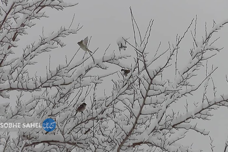 بارش برف در ارتفاعات حاجی آباد هرمزگان