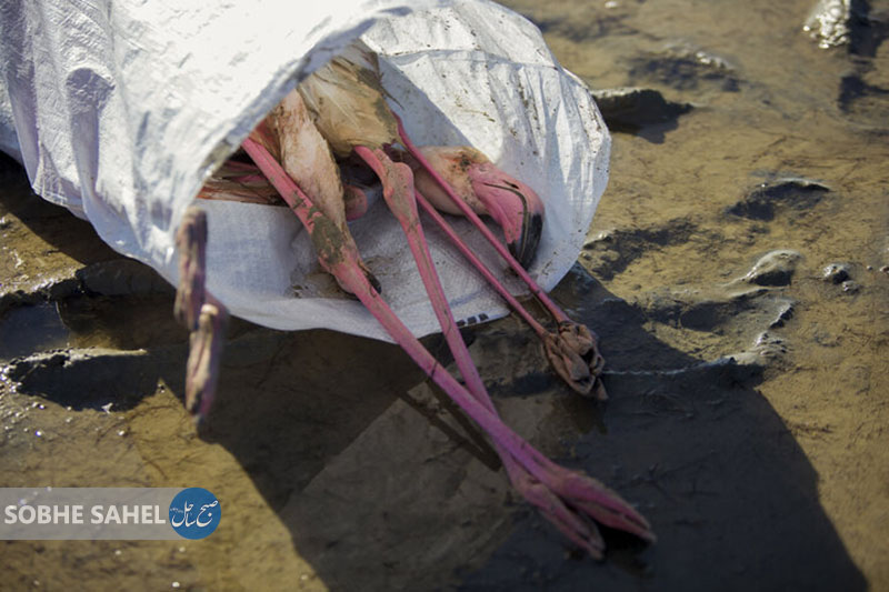 مرگ ۸۰۰ پرنده مهاجر طی ۴۸ ساعت در خلیج گرگان 