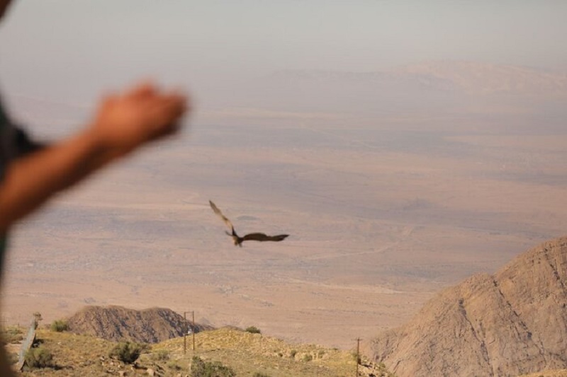 هم زمان با روز جهانی پرندگان مهاجر محیط بانان هرمزگان یک عقاب را در کوه گنوی بندرعباس رها کردند