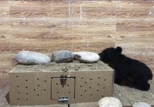 توله خرس سیاه آسیایی در پارک طبیعت بندرعباس خفه شد