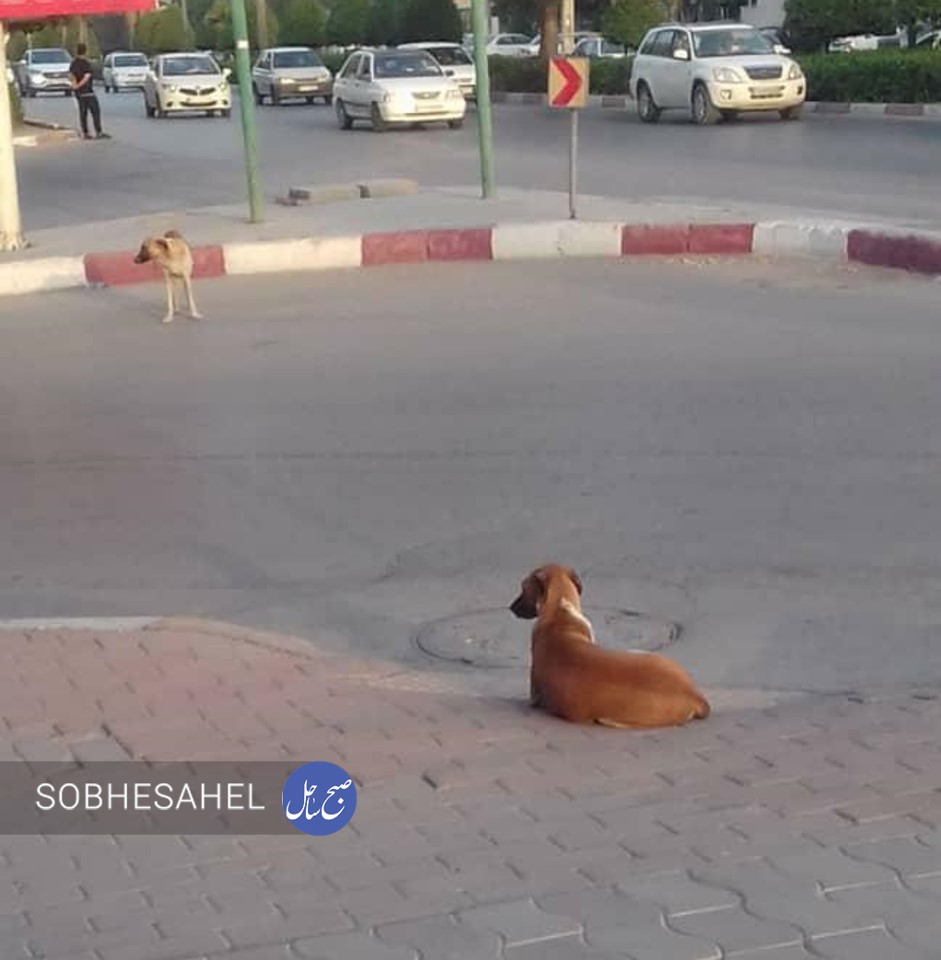  سگ‌های بلاصاحب همچنان سرگردان در بندرعباس