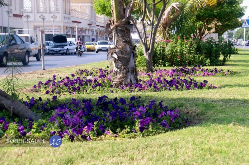 رنگ و بوی جدیدی بر دامن بندرعباس