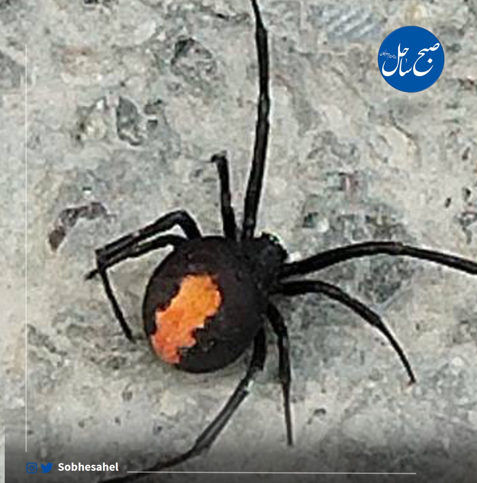 نگرانی‌ مردم هرمزگان از حضور عنکبوت بیوه سیاه در استان