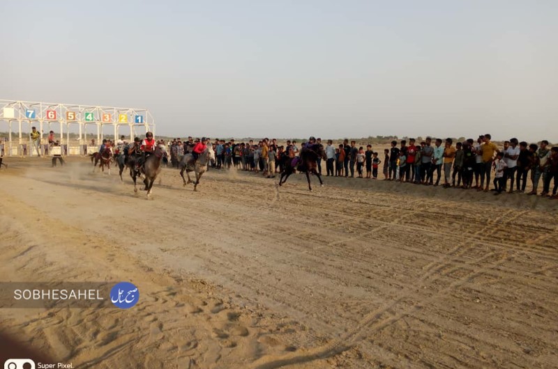 مسابقات اسب سواری در دو بخش آقایان و بانوان