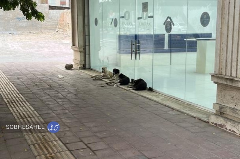 سگ‌های بلاصاحب در مرکز شهر بندرعباس و خطر بیماری هاری برای شهروندان/ یک شهروند: مسئولان خفته کی می‌خواهند دست به کار شوند؟